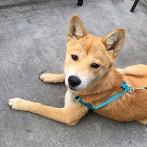 Meet your Posher, Danie